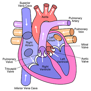2000px-Diagram_of_the_human_heart_(cropped).svg
