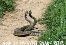 How to Prevent Snake Bites | NewsWatch Review