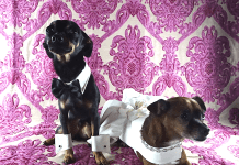 Pamper Your Pet with “Lavish Pets”