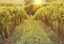 Green Spaces Promote Mental Health