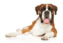 What Makes The Boxer A Beloved Family Dog?