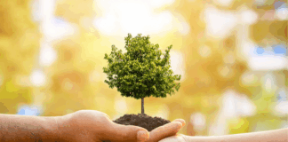 How Tree Care Services Safeguard the Community in Milton, FL