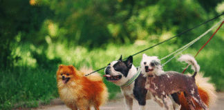 Chicago Dog Walking Challenges — Why Many Owners Choose Professionals