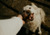 Reducing Pet Allergens at Home, Even If You’re Not Allergic