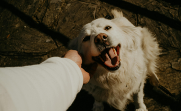 Reducing Pet Allergens at Home, Even If You’re Not Allergic