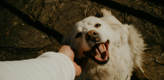 Reducing Pet Allergens at Home, Even If You’re Not Allergic