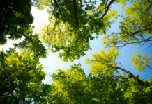 5 Best Tree Service Companies In Jasper, Indiana