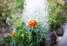 Watering Wand vs. Garden Hose Nozzle: Which Is Better for Your Plants?