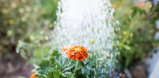 Watering Wand vs. Garden Hose Nozzle: Which Is Better for Your Plants?