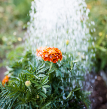 Watering Wand vs. Garden Hose Nozzle: Which Is Better for Your Plants?